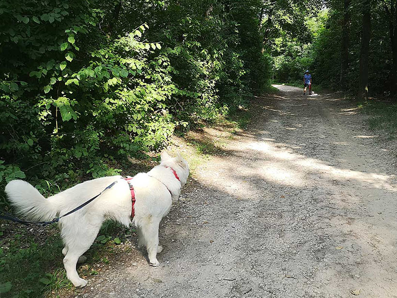 Problemverhalten - Problemhunde Training