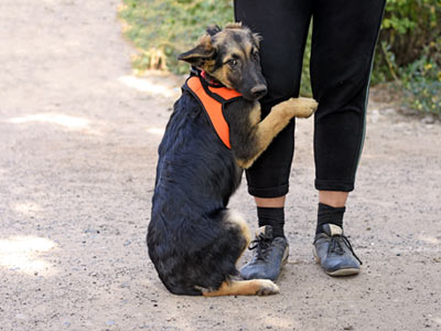 Beratung gestresster Hund