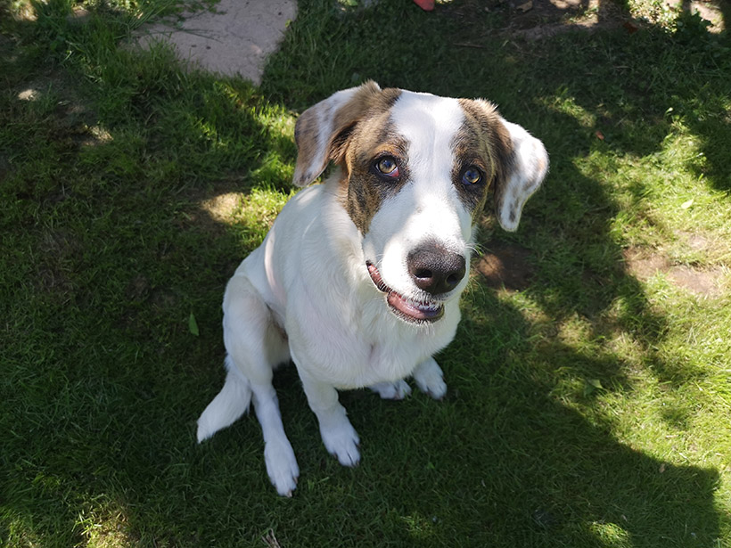 Hund aus dem Tierschutz - Beratung und Hundetraining