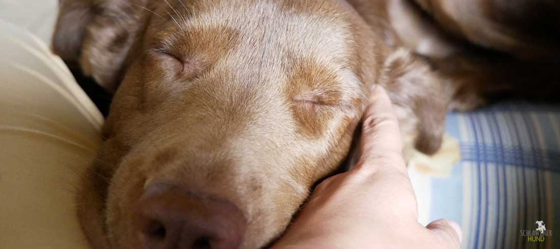 Mensch-Hund-Bindung: Beziehung fördern. Kontaktliegen mit Hund.